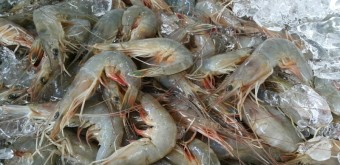 홍성 남당항 대하축제