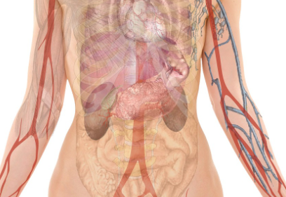 장 건강을 위한 항산화 영양소 정리(항산화, 비타민, 장점막보호)의 이미지