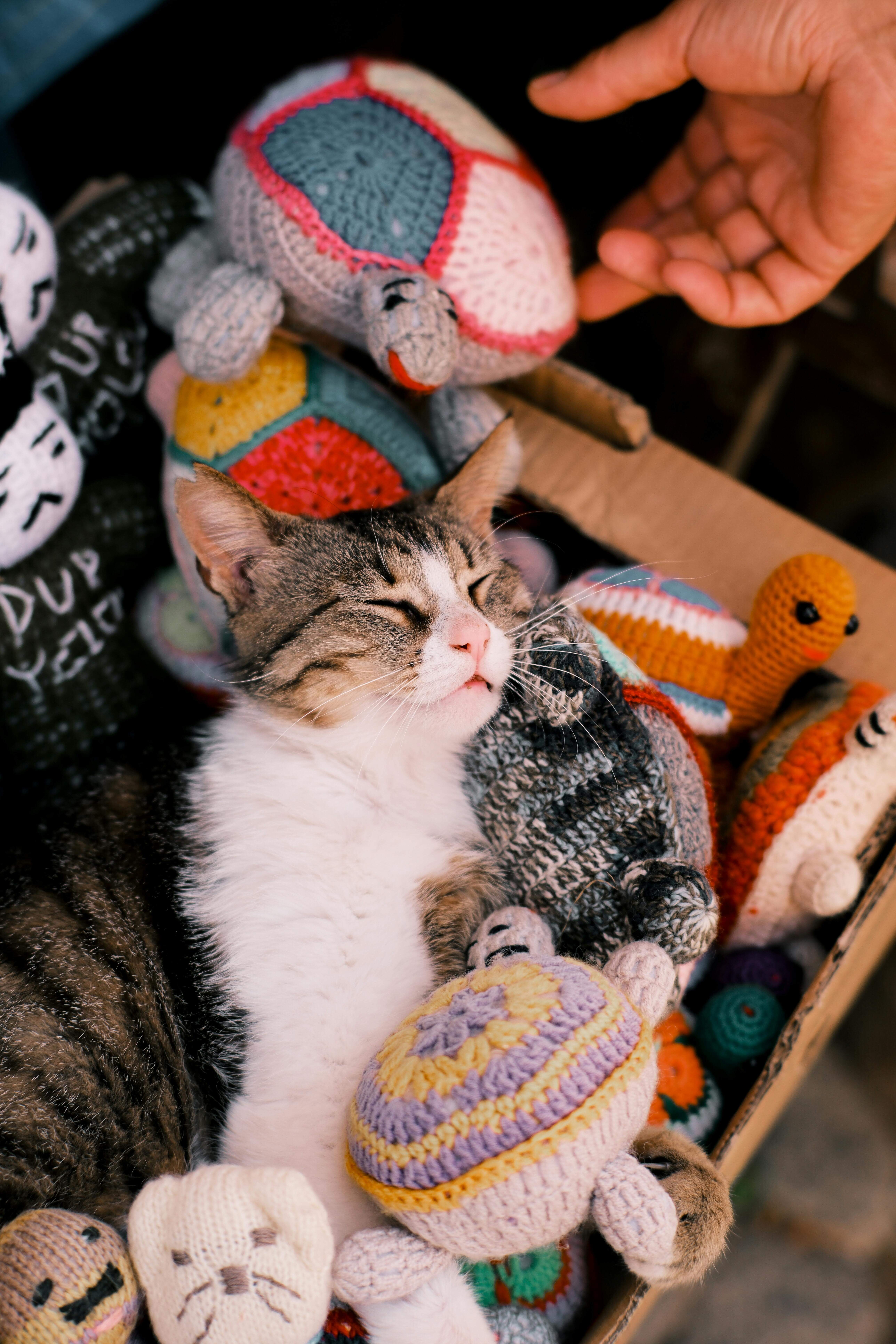 2025 제35회 궁디팡팡 캣페스타 완전정리｜부스 추천 TOP30