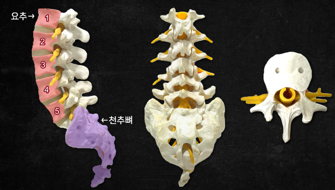 척추구조