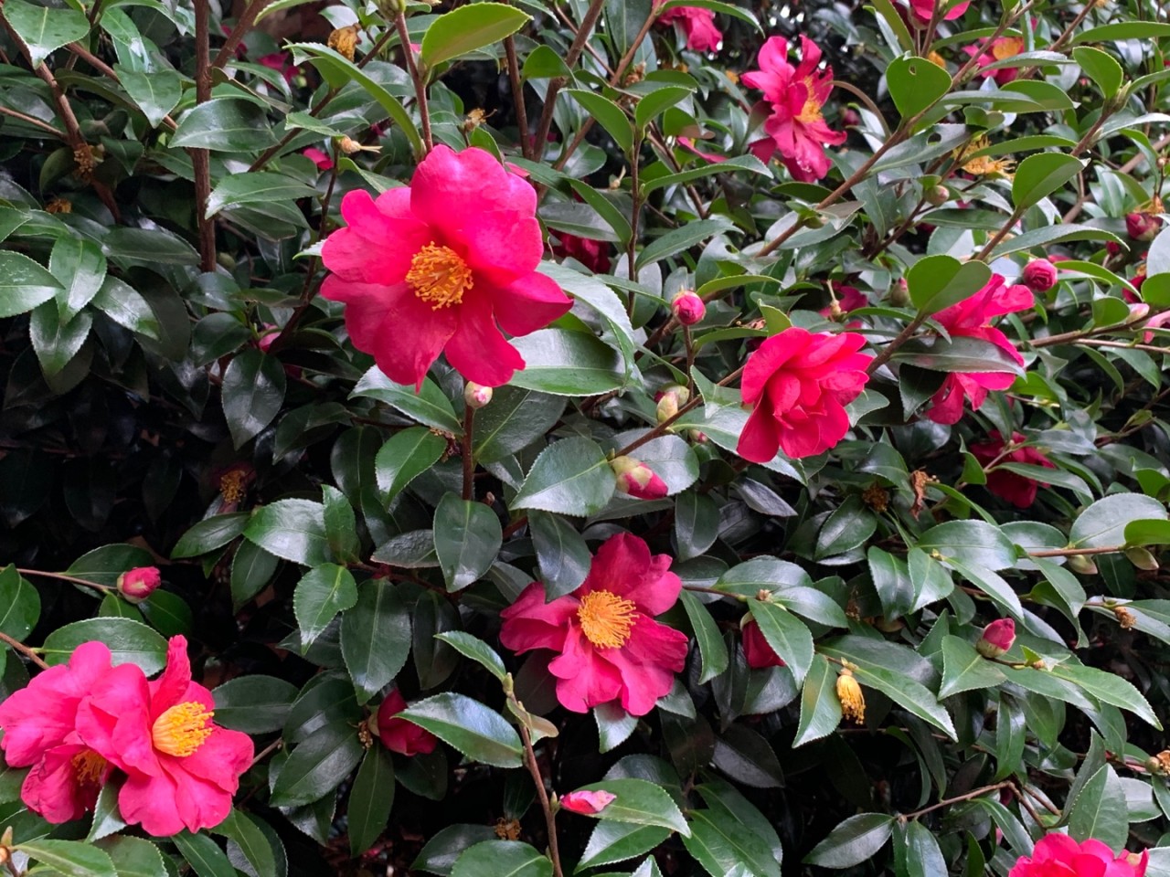 제주동백수목원