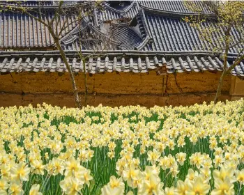서산 유기방 가옥 수선화 축제_6