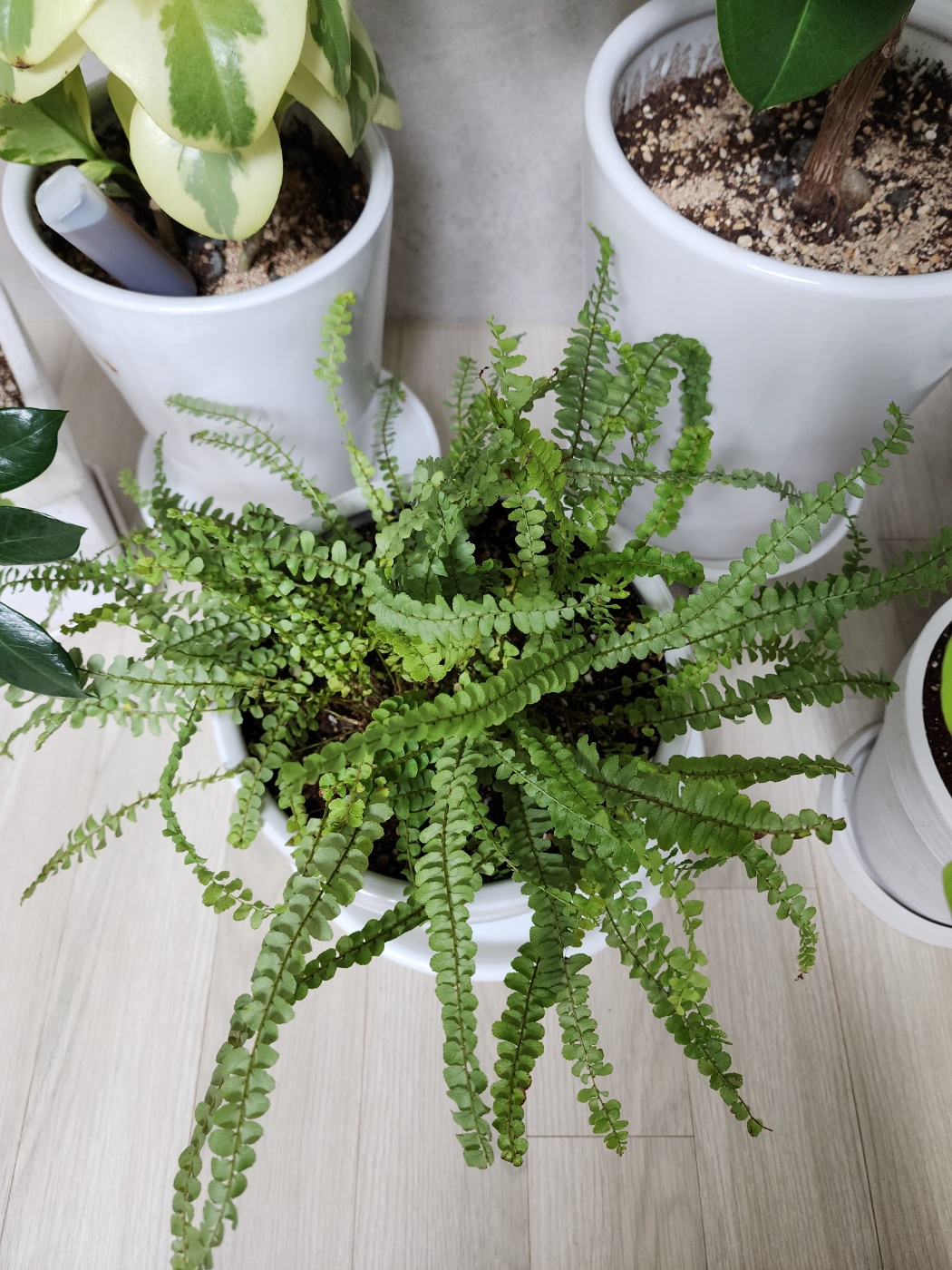 분갈이 직 후 싱싱햇던 더피고사리