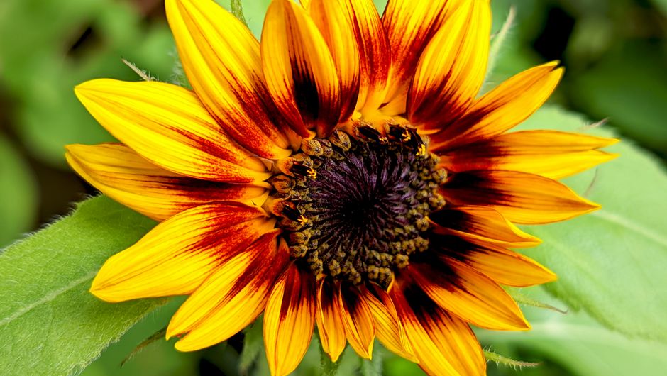 Close-up of a vivid Helianthus sunflower with rich yellow and red petals in natural light.