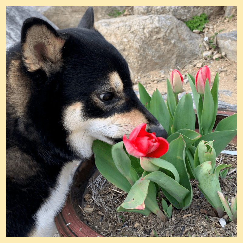 강아지-노란토-사료