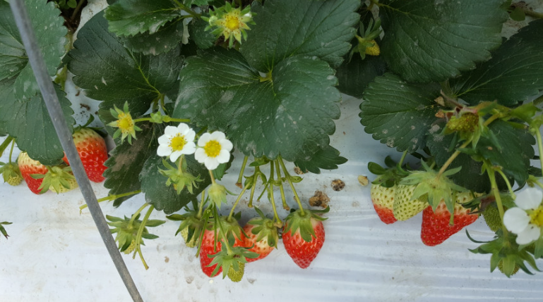 6시내고향 유기농딸기 블루베리 냉동딸기 블루베리 복분자 꾸지뽕 유기농러브팜