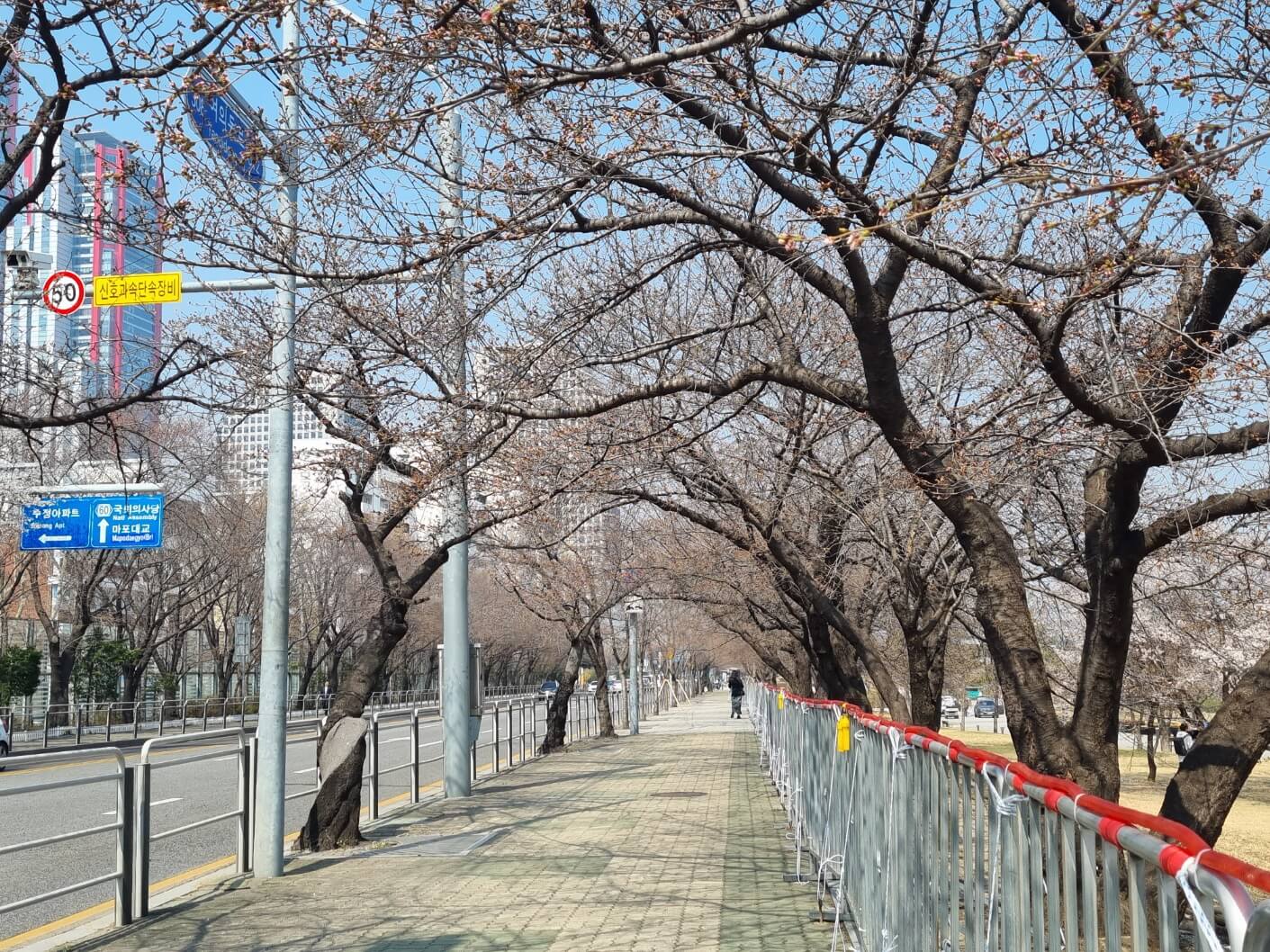 여의도 샛강 생태공원 여의도 벚꽃축제