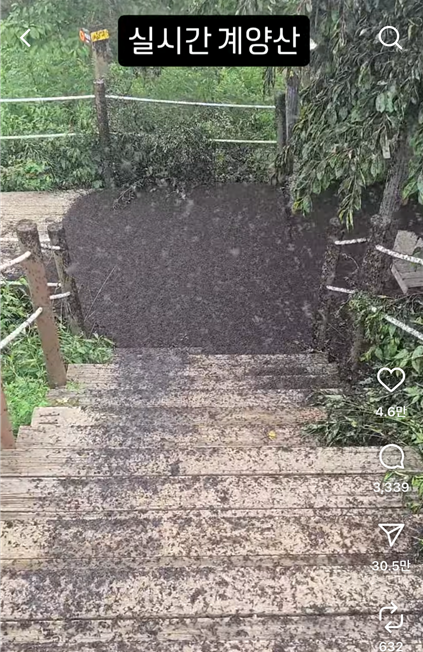 러브버그 계양산 떼출몰