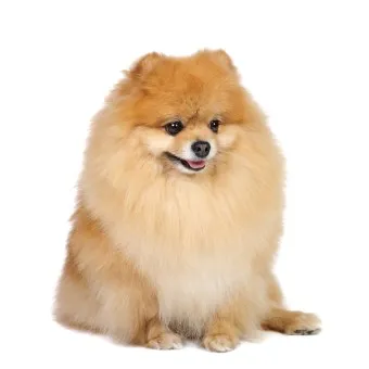 포메라니안 가격 성격 털빠짐 수명 미용_2