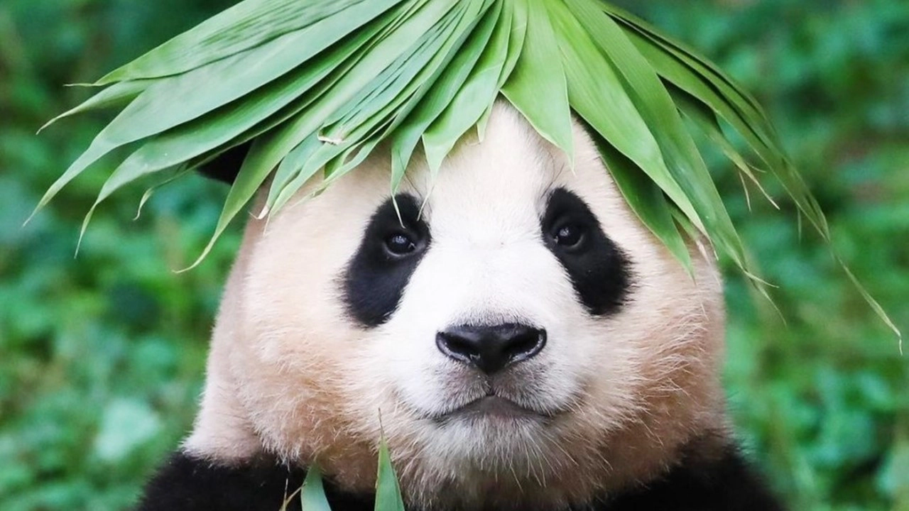 [푸바오와 할부지] 출연진. 푸바오.(출처-공식홈)