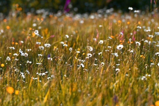 꿈해몽, 꿈풀이 총, 죽는, 죽이는 맞는, 꿈관련