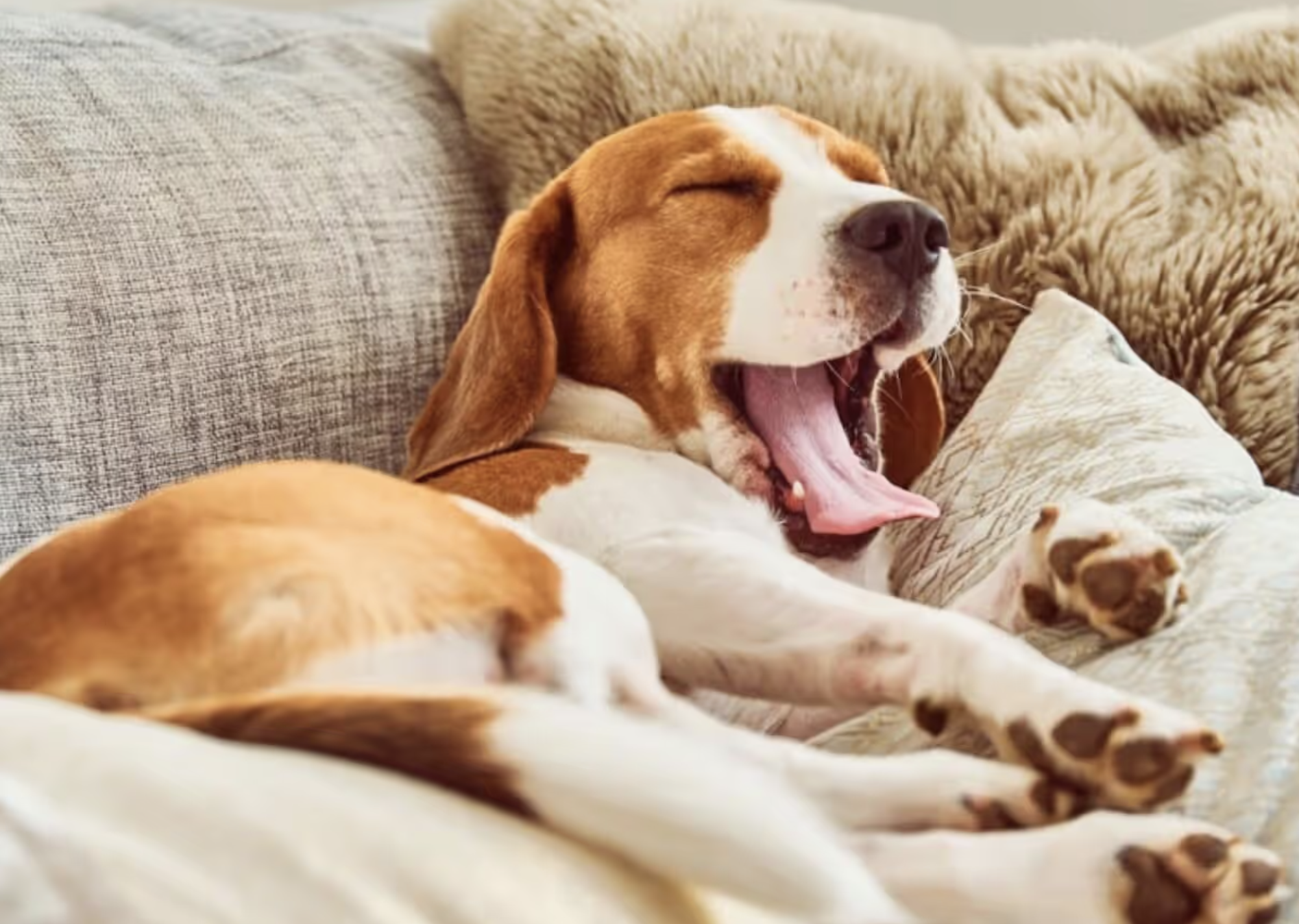 반려견 관련 사진