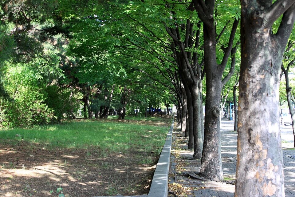 AI 및 위성 데이터 결합으로 보는 도시 숲