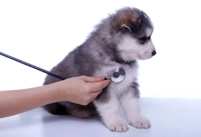 치료받는 강아지/출처:어도비스톡