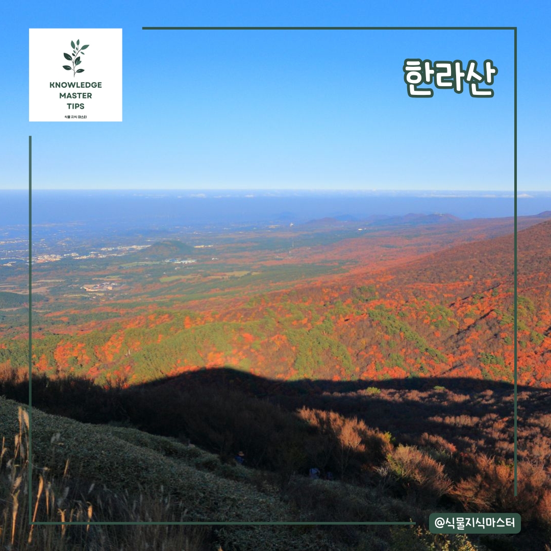 한라산 단풍