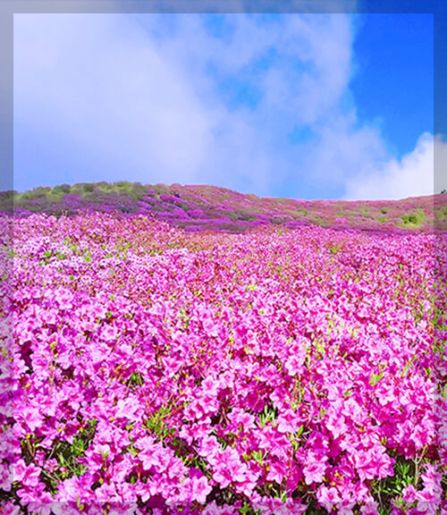 황매산 철쭉 축제 일정 주차장 실시간 개화 상황 추천 코스(총정리)