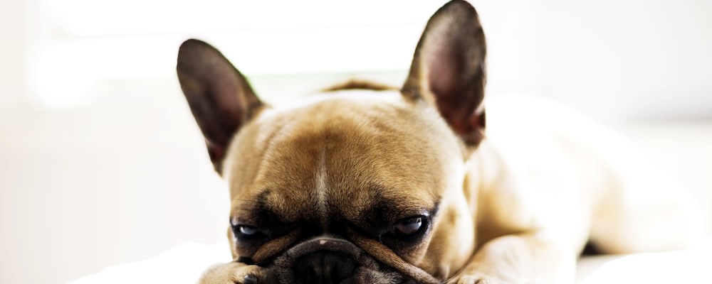 강아지 목줄 훈련 9