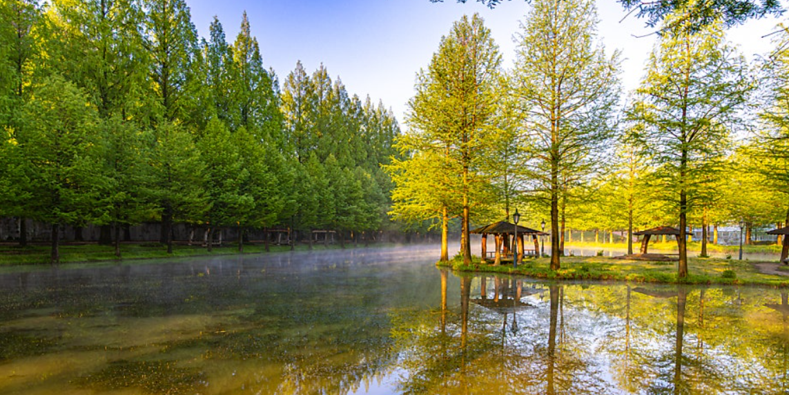 담양의 메타세쿼이아길