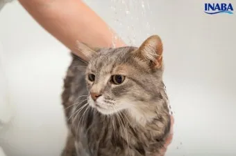 고양이 쉽게 목욕하는 방법과 준비 요령_15