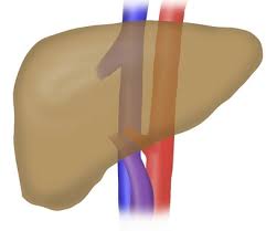 간수치가 높으면 나타나는 증상