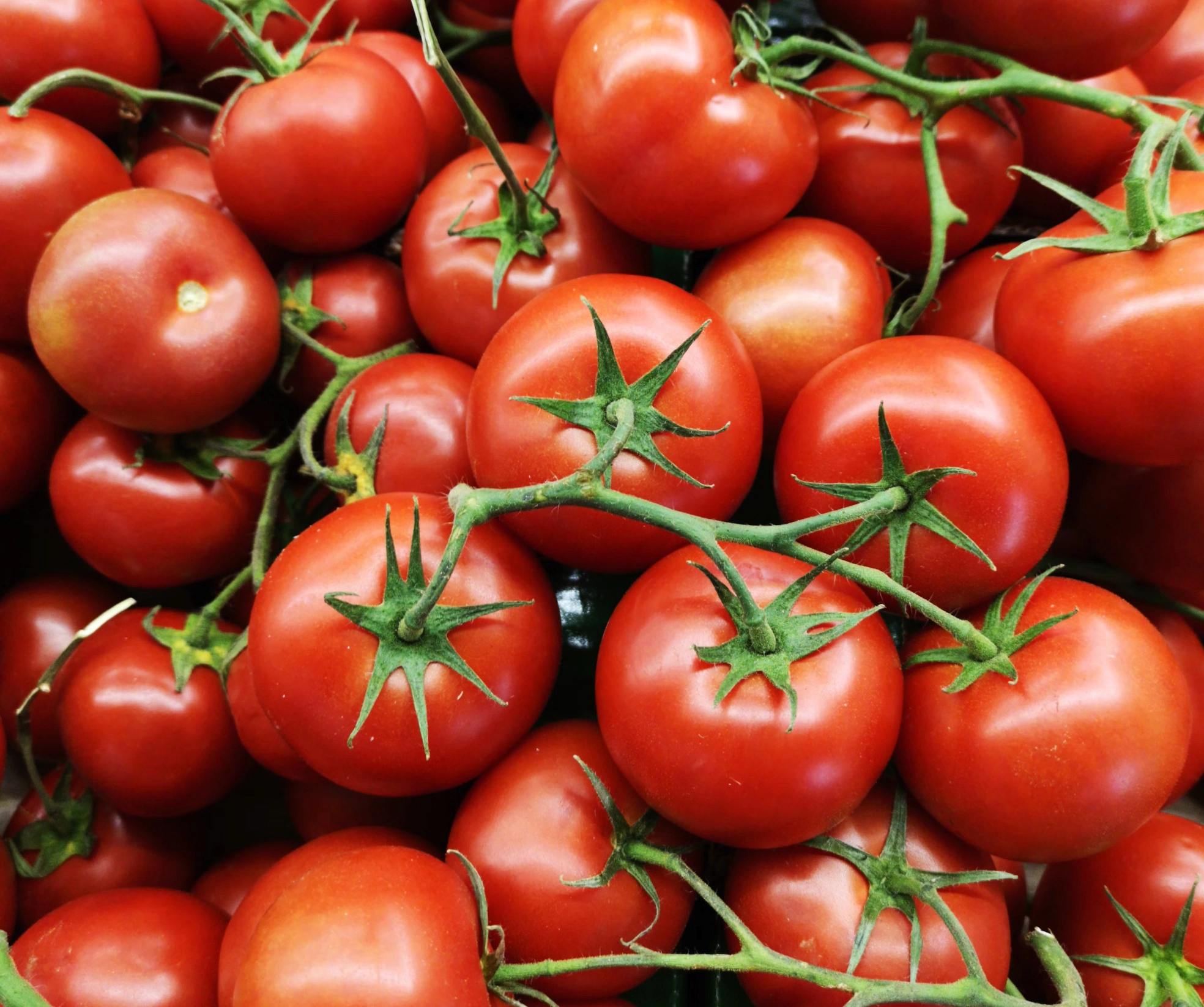 짭짤이토마토 맛