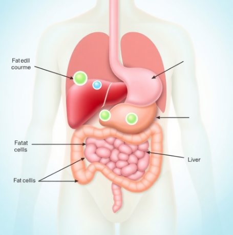 씨코랩-단기간-후기-부작용-cicolab