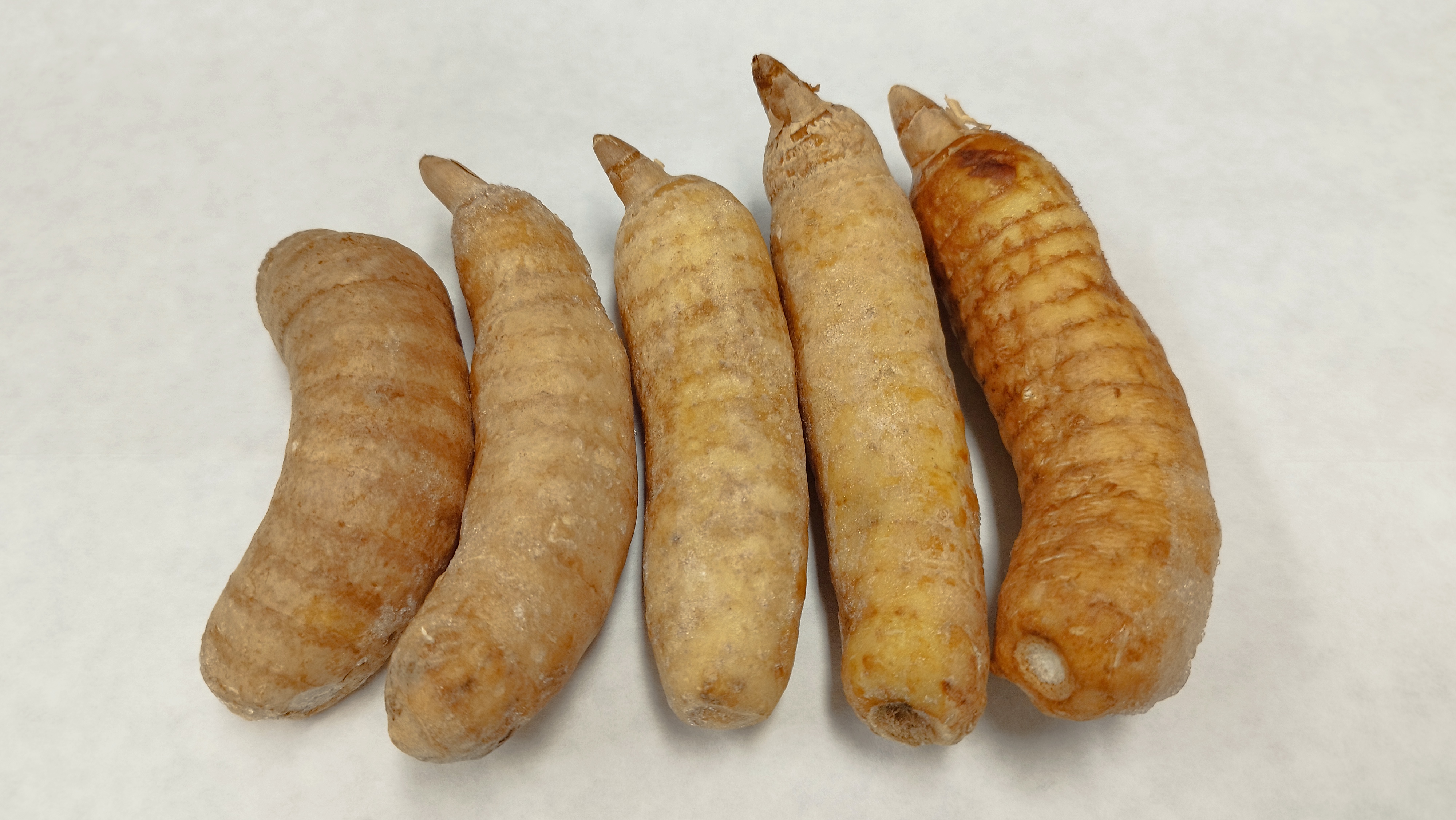 고혈압 두통 파킨슨병에 좋은 천마