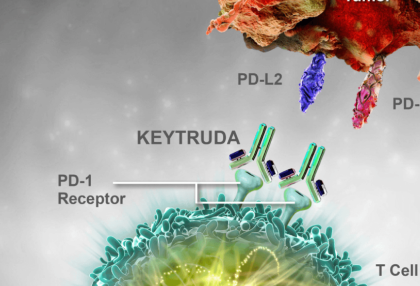 카투류다-사진2