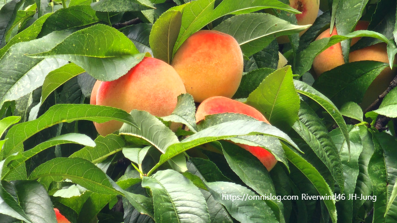 복숭아(桃) Peach