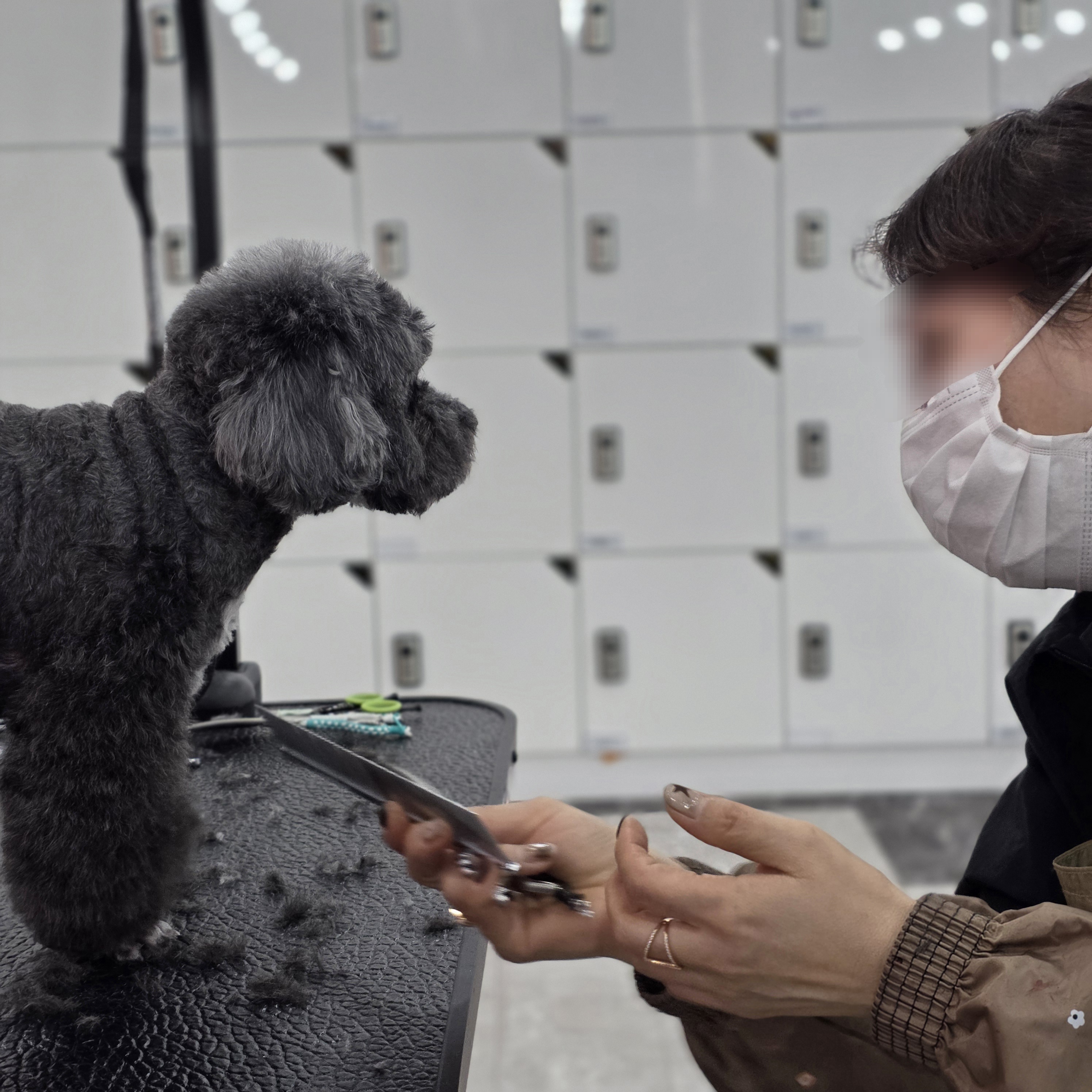 구미애견미용학원추천