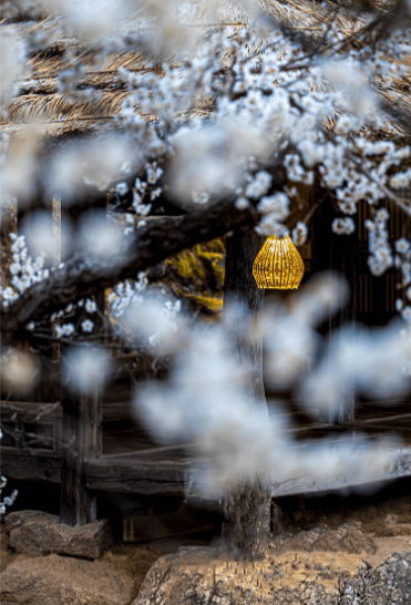 제 23회 광양매화봄꽃 축제 