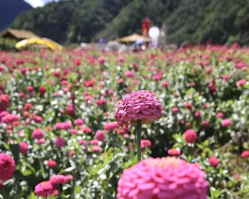 평창 백일홍 축제_39