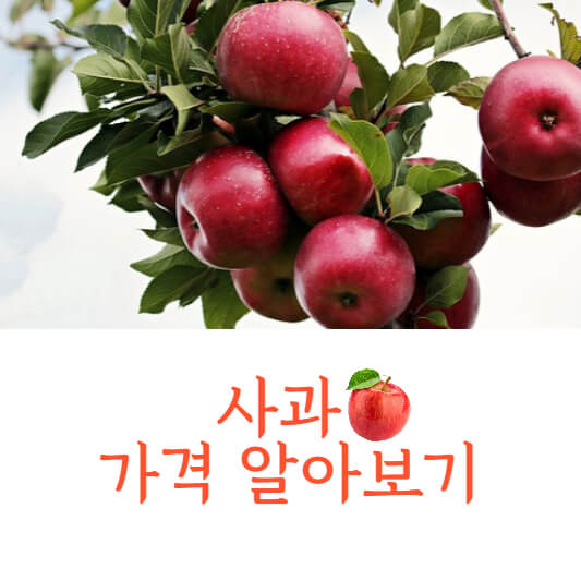 사과 가격