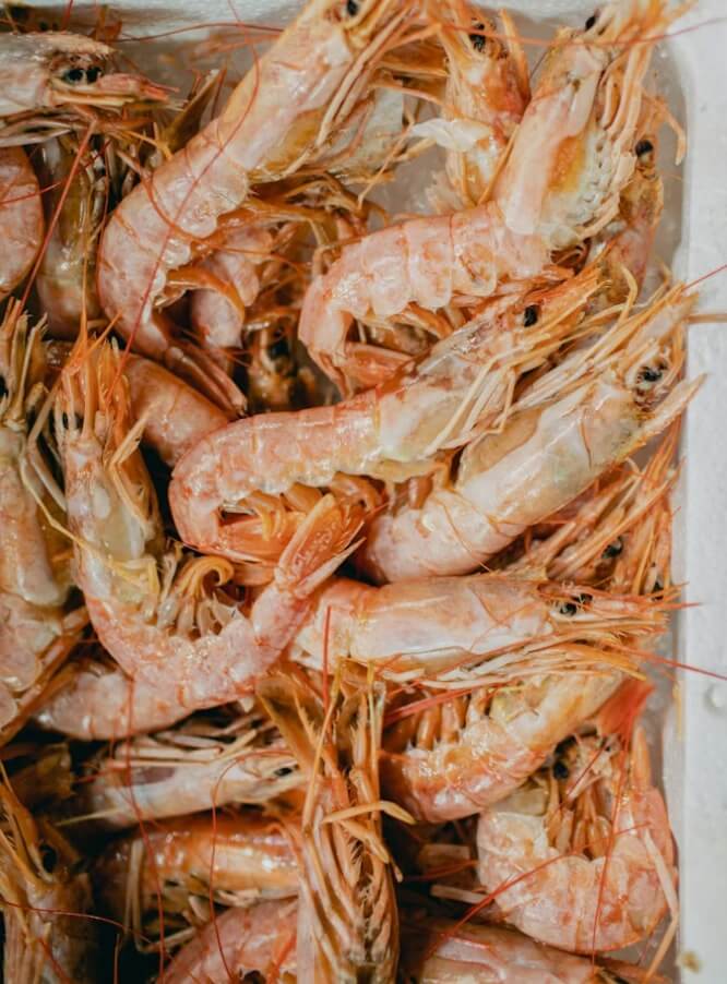 대한민국-수산대전-수산시장-새우-사진