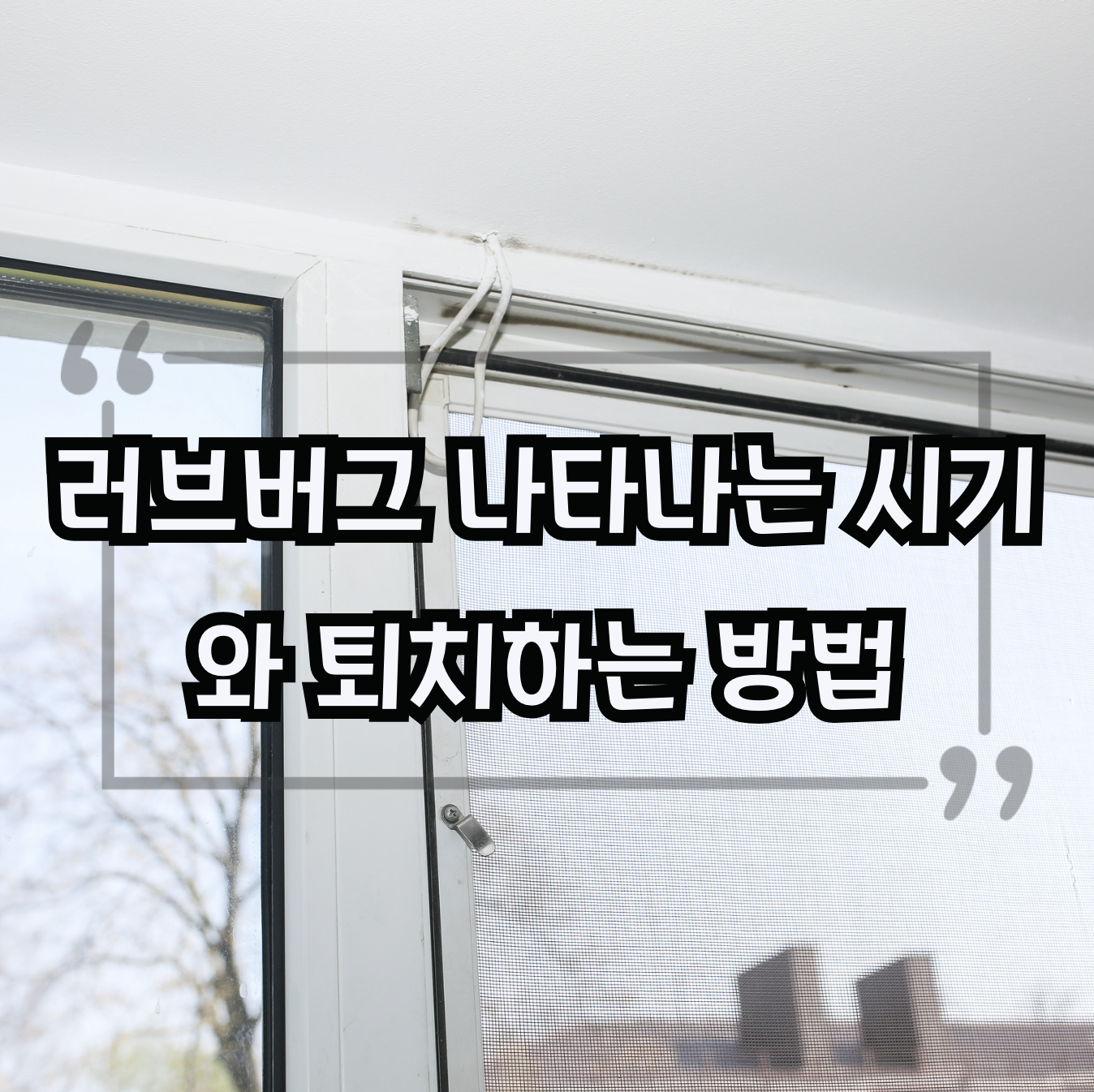 익충 러브버그 나타나는 시기와 퇴치하는 방법