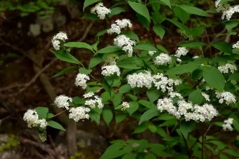 5월의 야생화 백화등 소리쟁이 낮달맞이꽃 알프스민들레_5