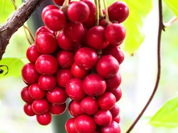 간 회복에 도움을 주는 오미자