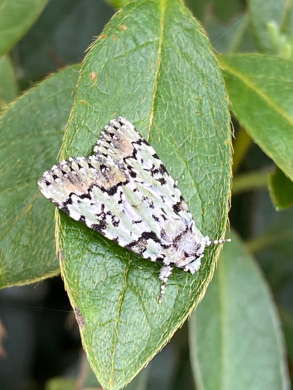 높은산저녁나방