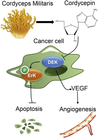 약용식물 동충하초 자연의 신비 건강 효능과 활용_21
