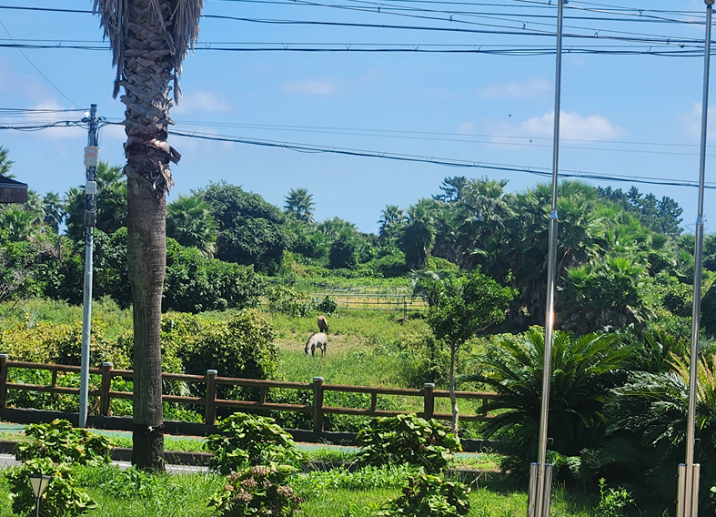 제주도 마리조아 (말고기전문점)