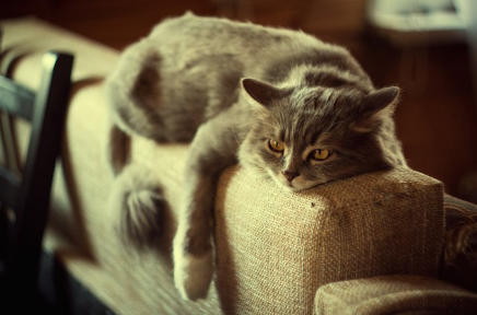 소파 등받이로 편히 쉬는 고양이.