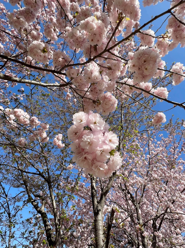 겹벚꽃 세상