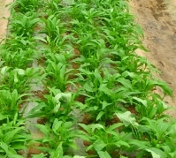 공심채 효능 부작용 고르는법 칼로리 다연채 모닝글로리