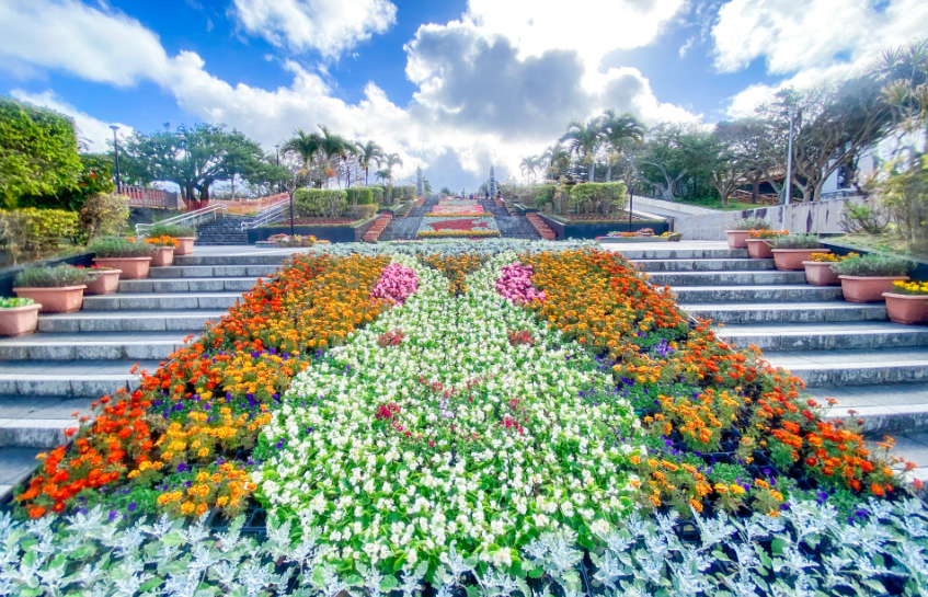 오키나와 벚꽃축제