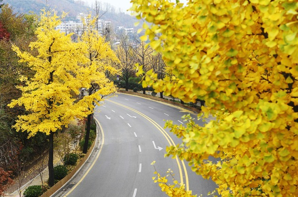 가을단풍드라이브