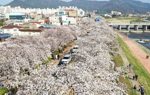 2025 벚꽃 개화시기