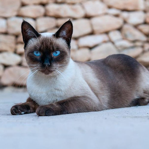 샴 고양이