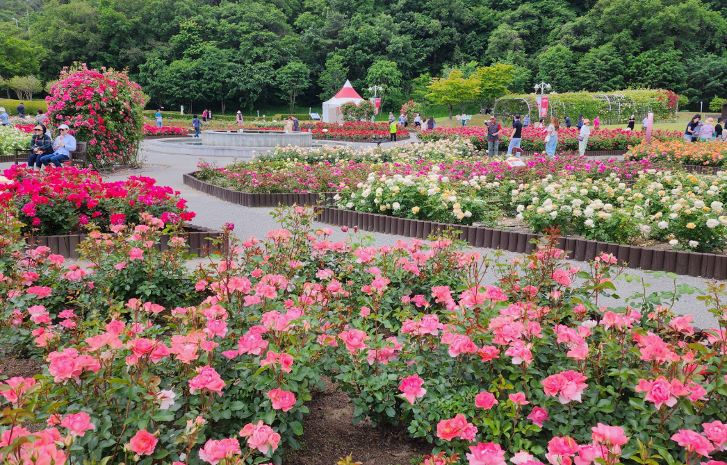 울산대공원 장미축제