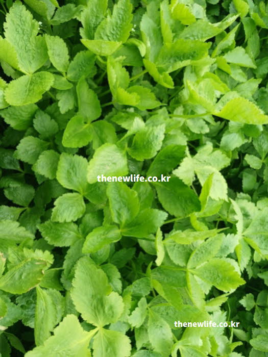 참나물 효능의 눈 건강을 돕는 베타카로틴 성분이 풍부한 참나물 실사진