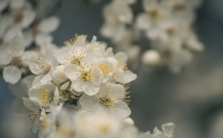 2025년 광양 매화마을 매화 개화시기 (개화 절정시기 &amp; 축제 방문 꿀팁)